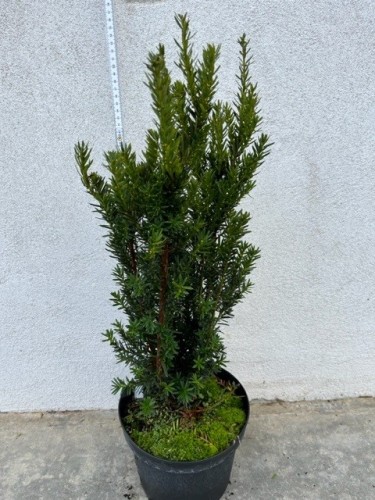 Taxus media 'Hillii' Taxus media 'Hillii'